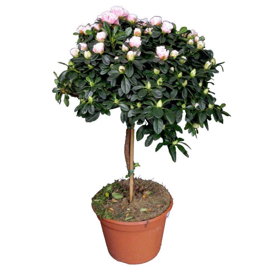 Жасмин самбак бонсай