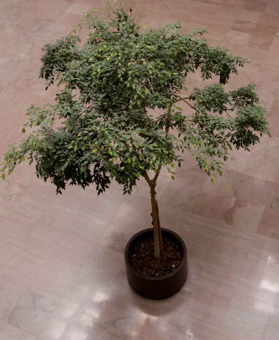 Шеффлера древовидная Schefflera arboricola
