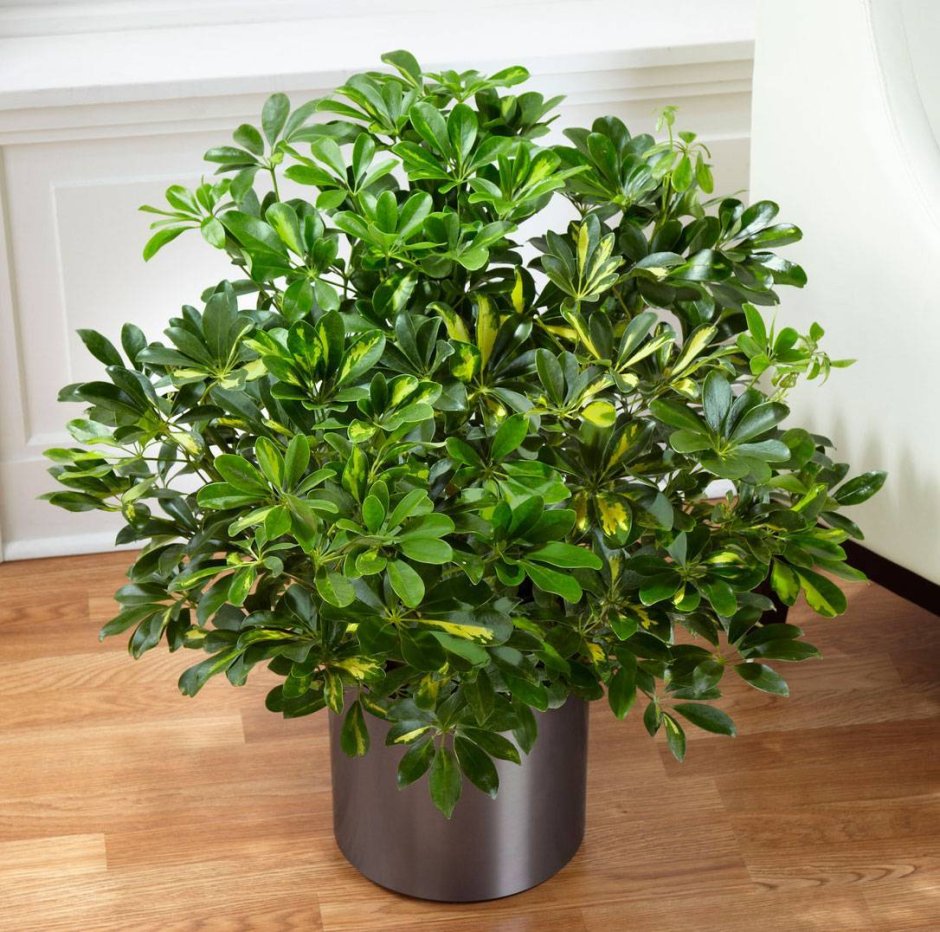 Фикус древовидный Бенджамина