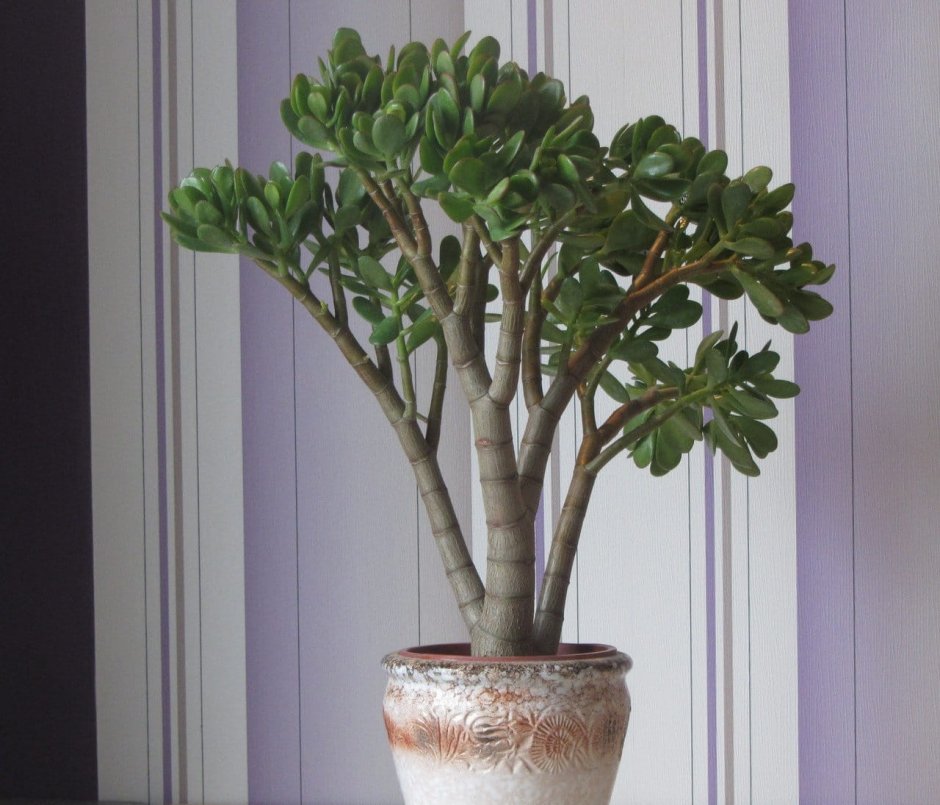 Банзай бугенвиллия