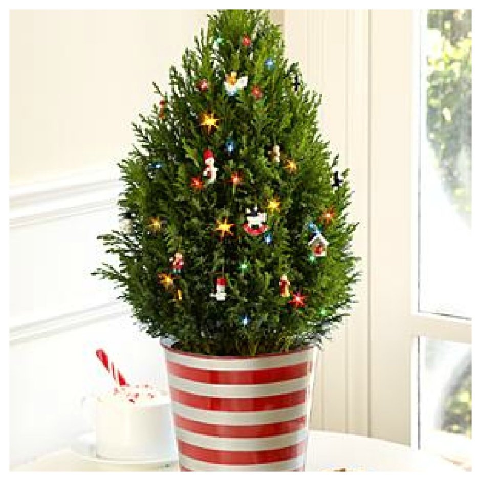 Елка Ноэль в горшке