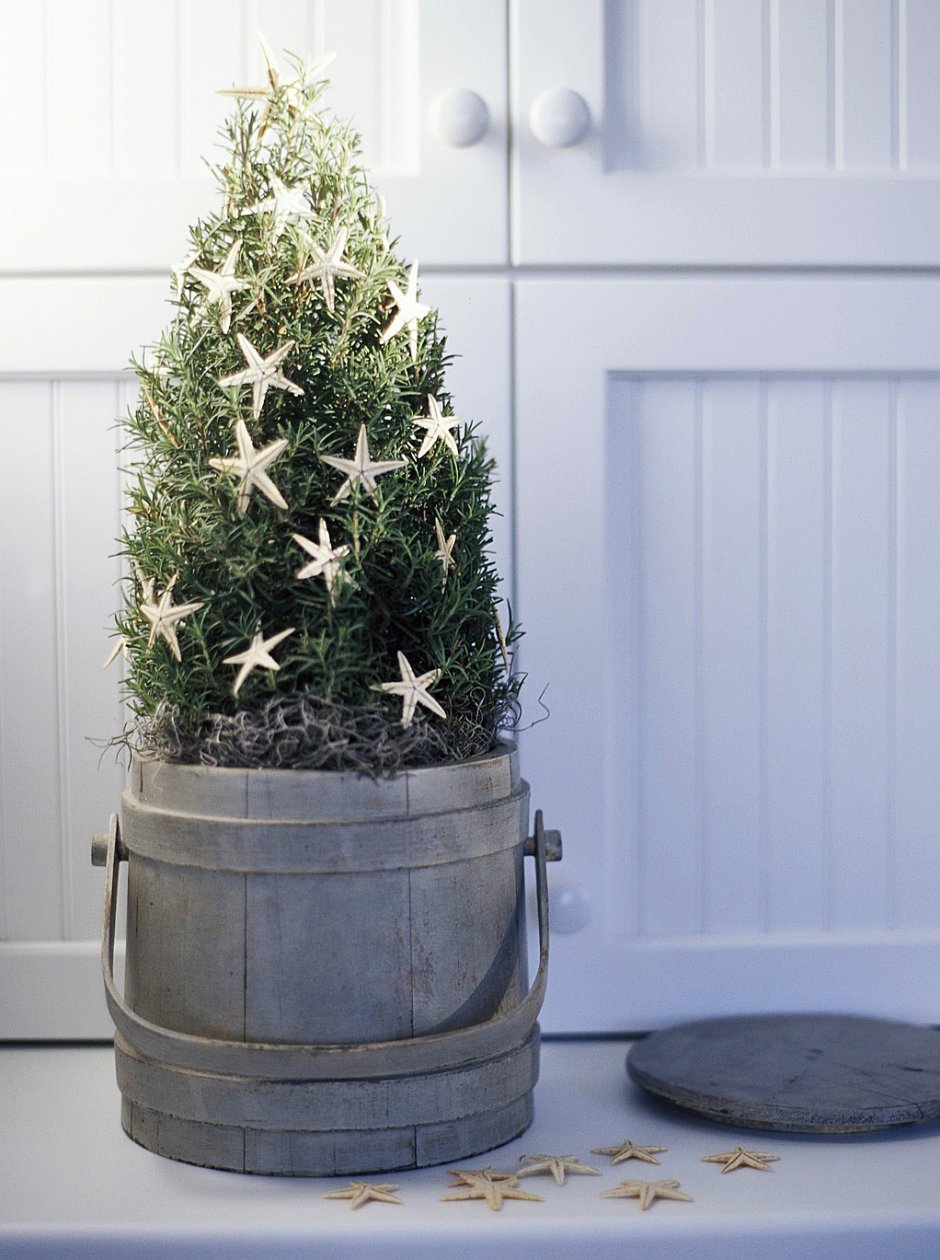 Ель в кадке