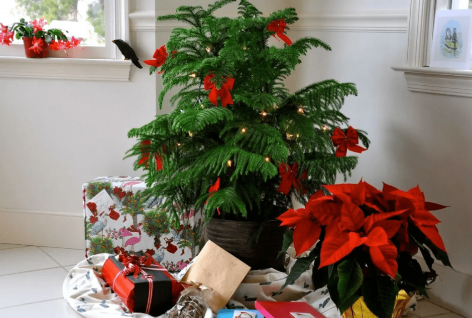 Нобилис букет