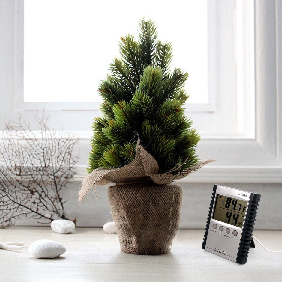 Кипарис икеа