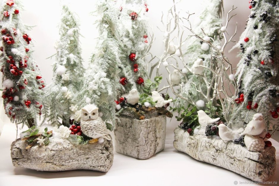 Кубинская ёлочка араукария