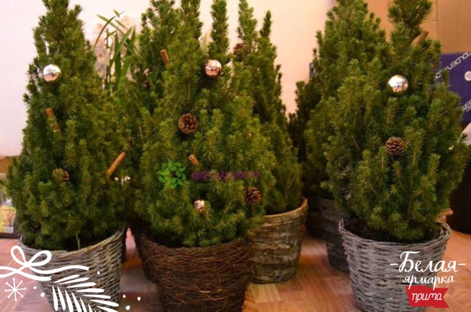 Елка в американском стиле