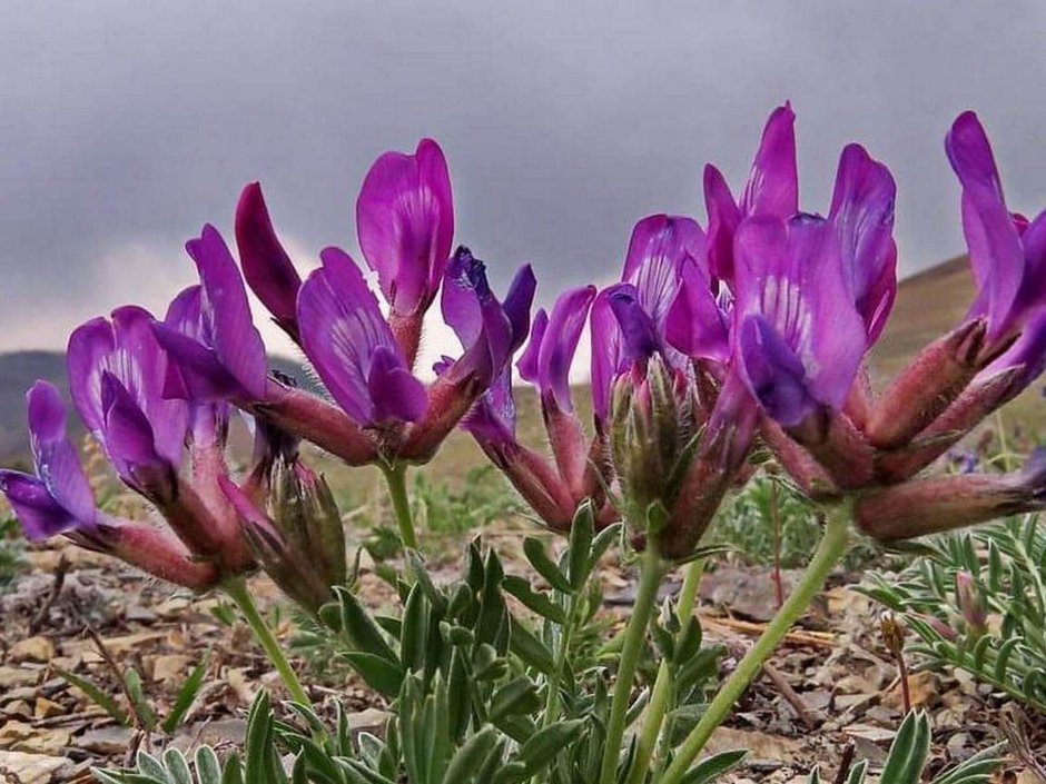 Астрагал повислоцветковый