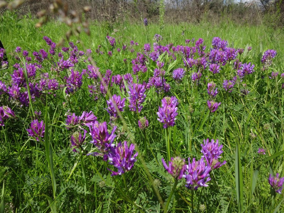 Астрагал Горчаковского