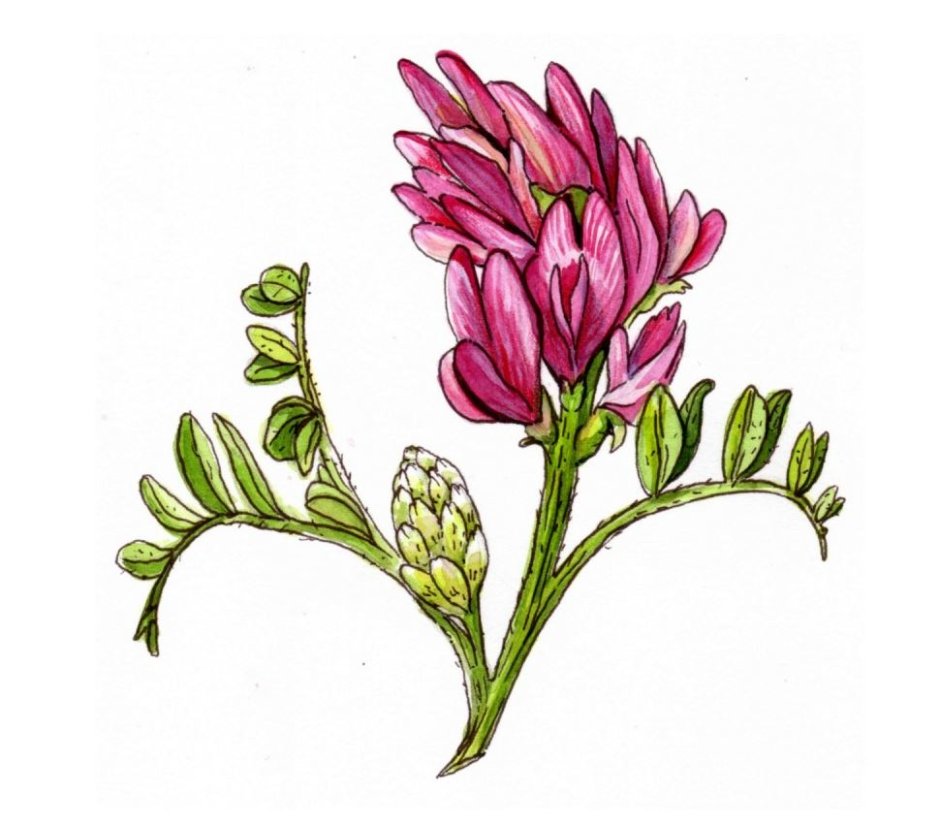 Астрагал розовый