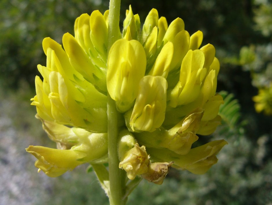 Астрагал шерстистоцветковый