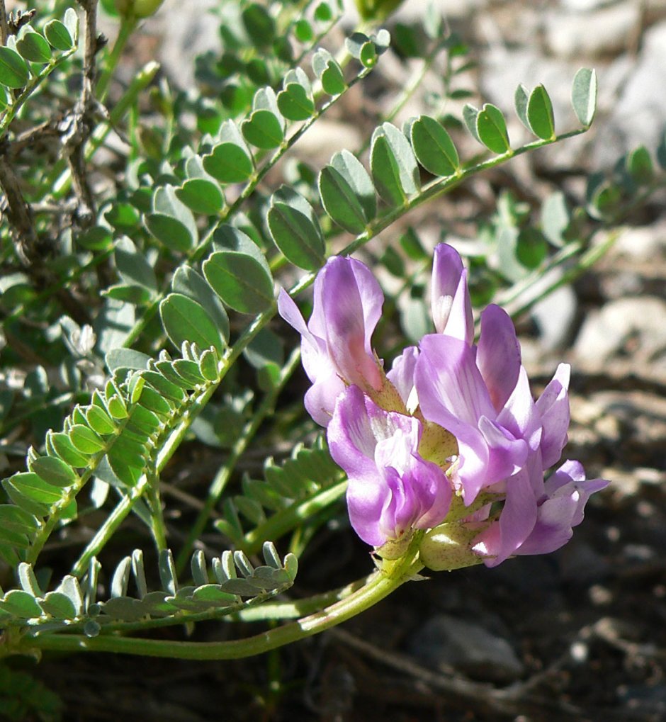 Астрагал трёхграноплодный