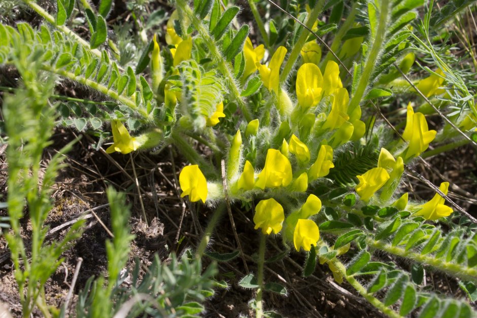 Астрагал шерстистоцветковый