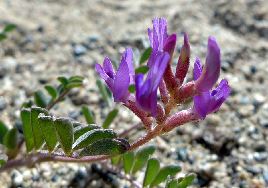 Астрагал трёхграноплодный