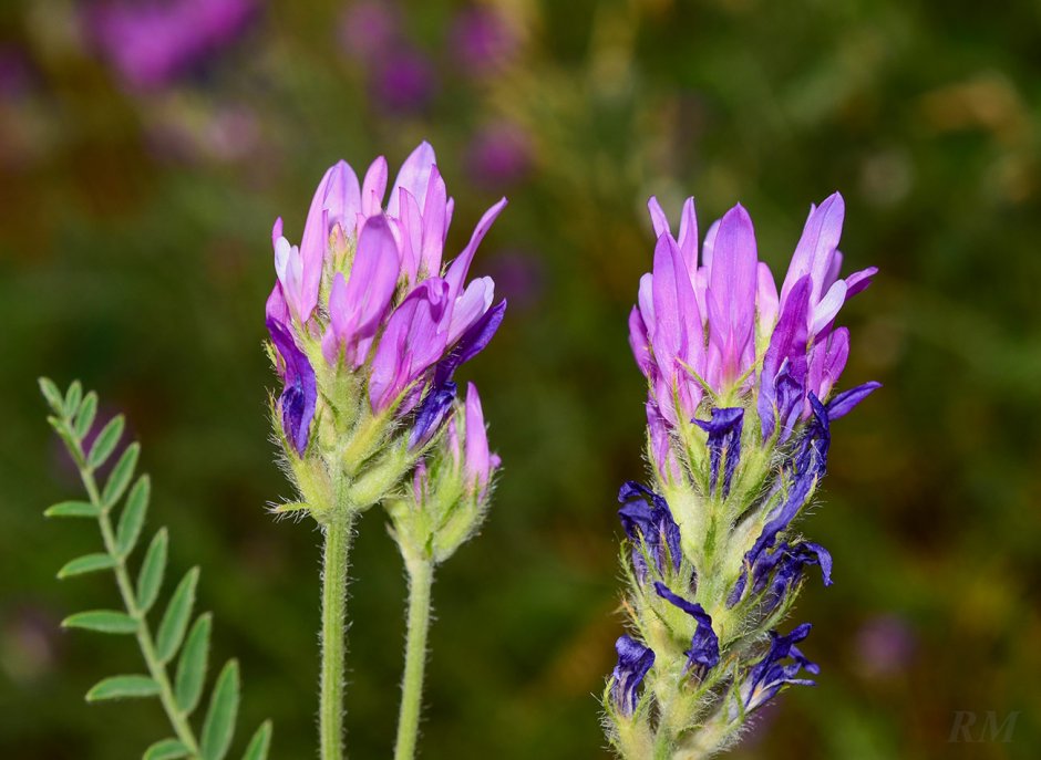 Астрагал Onobrychis