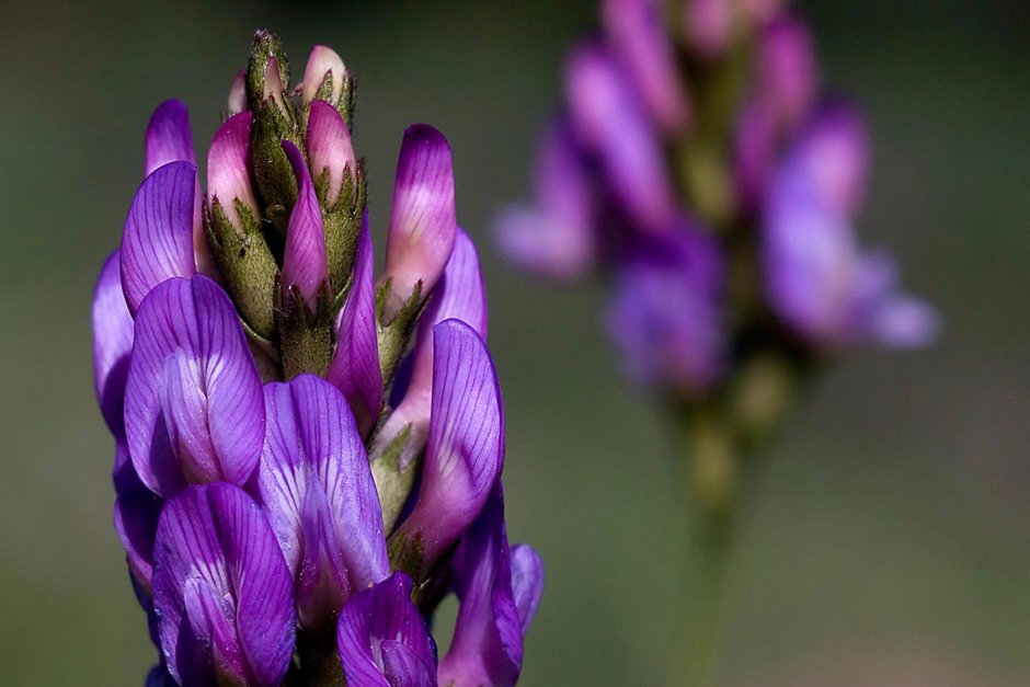 Астрагал трёхграноплодный