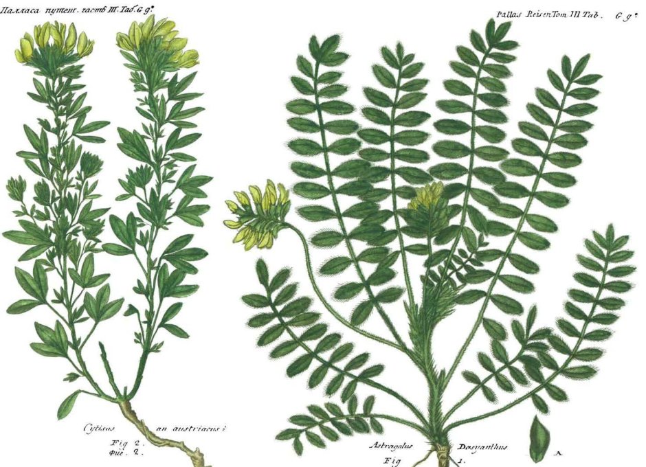 Астрагал САРАЛИНСКИЙ