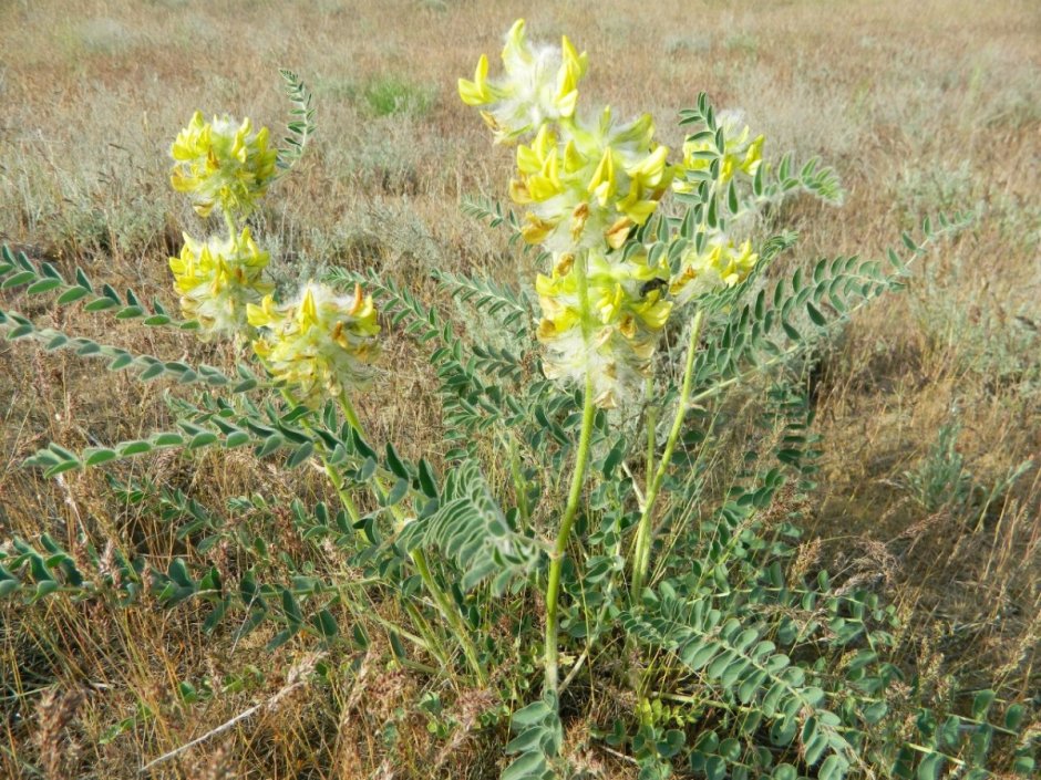 Астрал шестисто цветковый