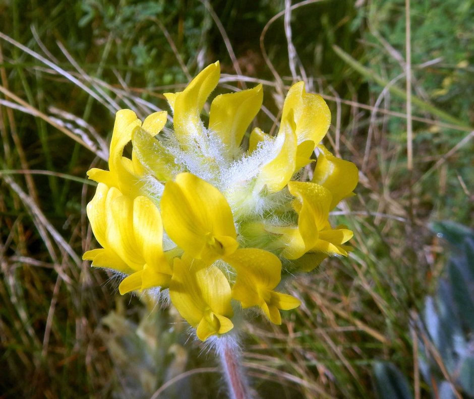 Астрагал Дагестанский