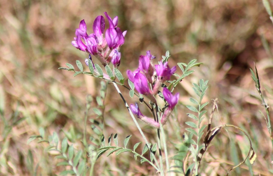 Астрагал шерстистоцветковый