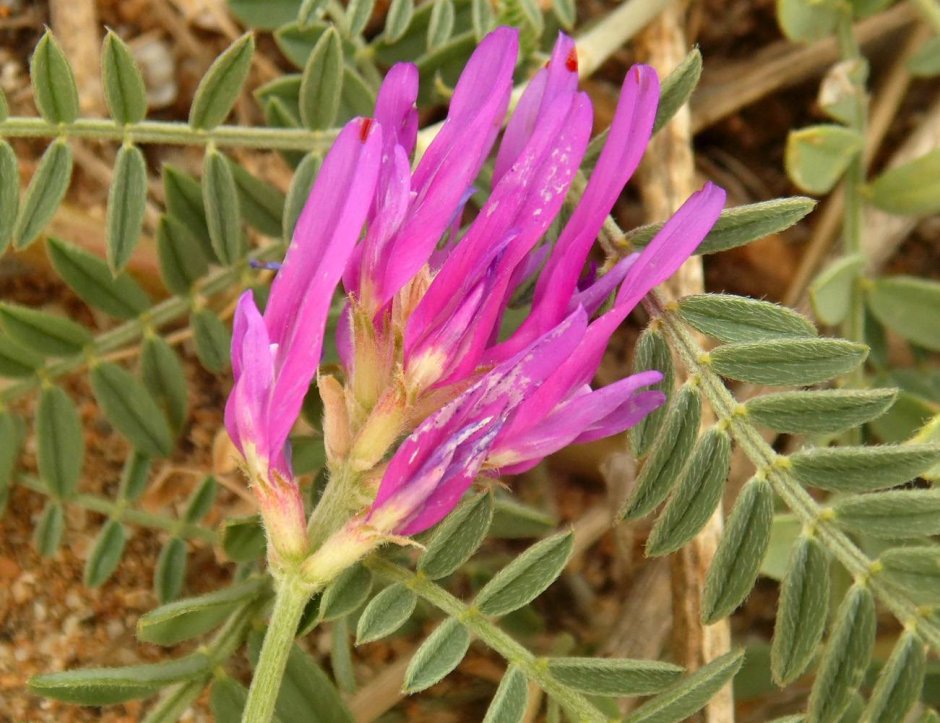 Астрагал растение