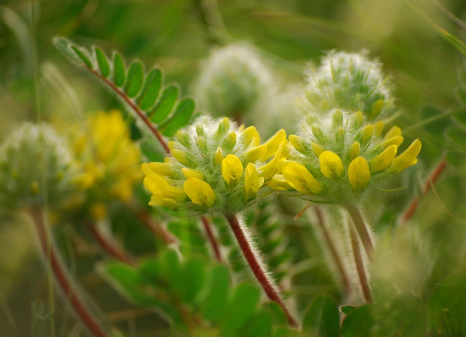 Астрагал пушистоцветковый