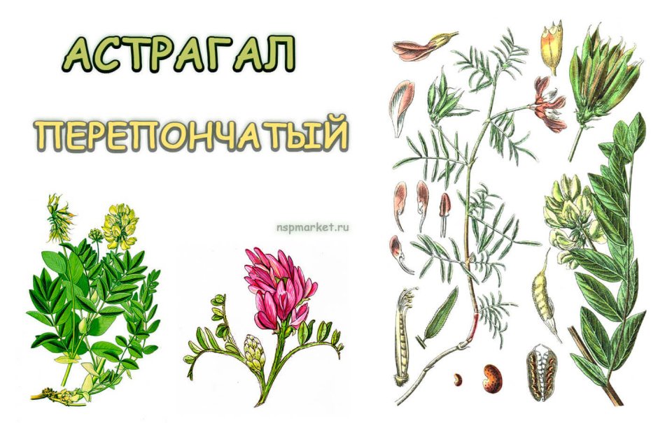 Астрагал ложнотатарский