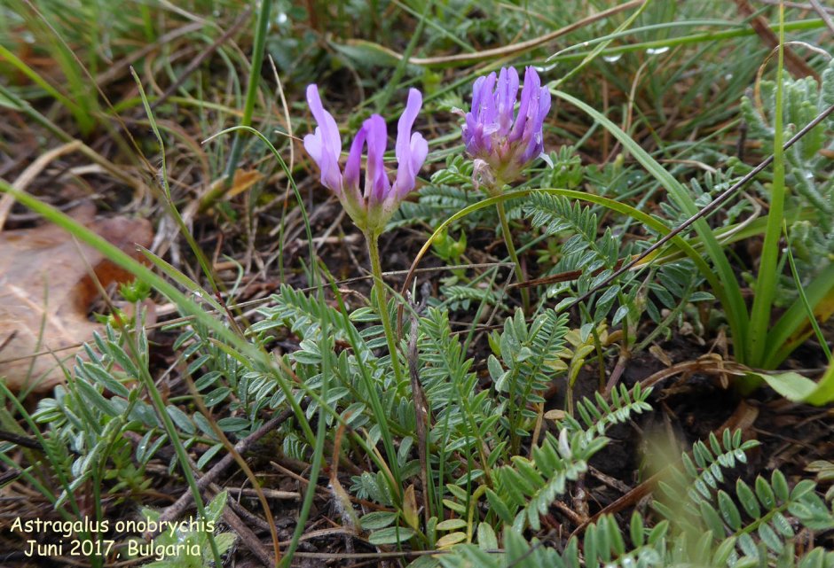 Астрагал прутьевидный