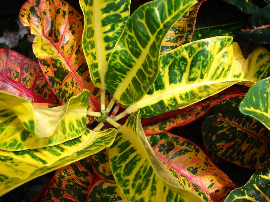 Кодиеум магнифик