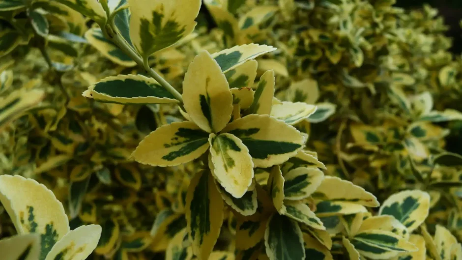 Фикус с желто-зелеными листьями