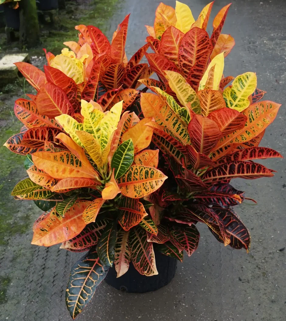 Кодиеум Кротон пестрый