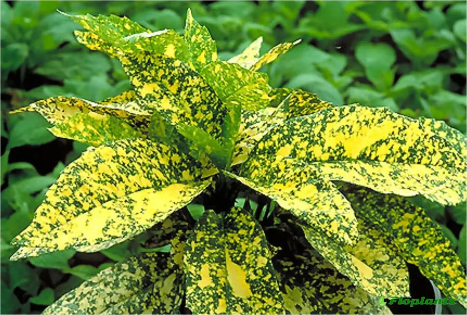 Аукуба Японика