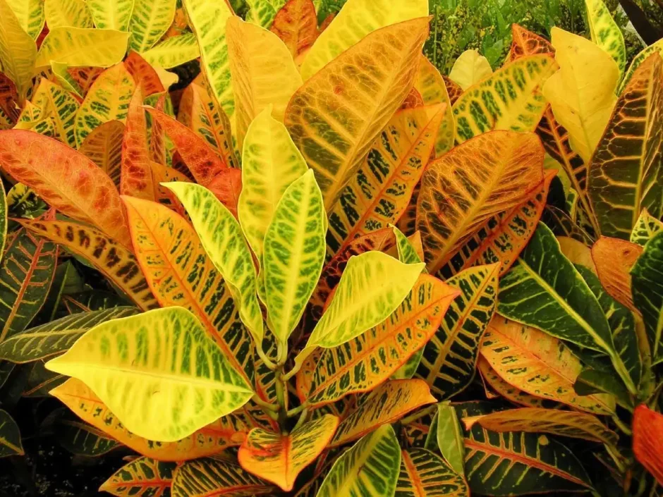 Кротон с красной оранжевыми листьями