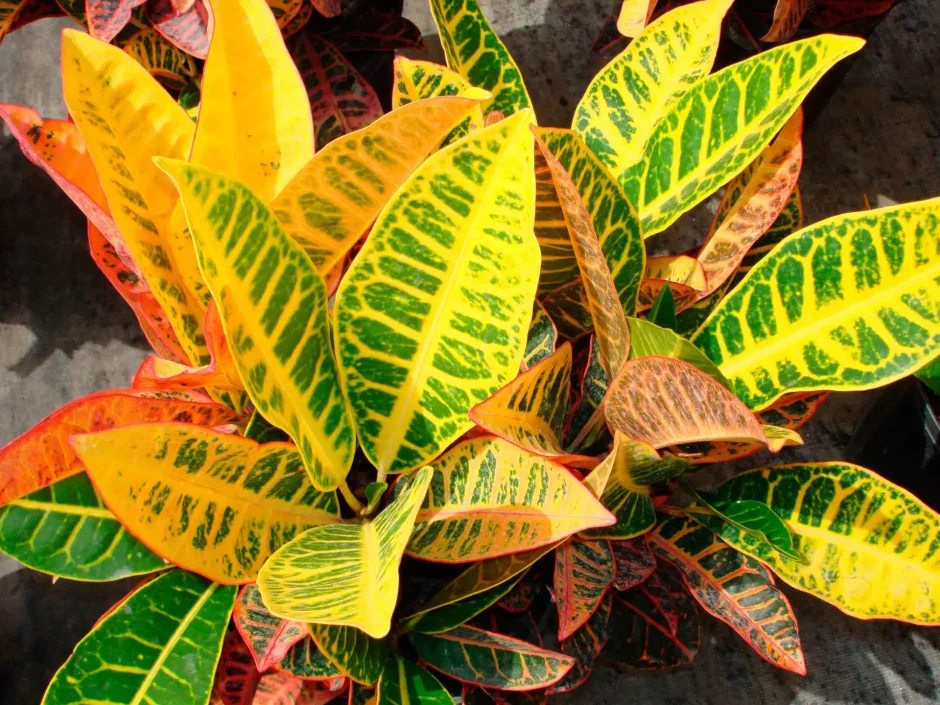 Кротон Кодиеум Петра