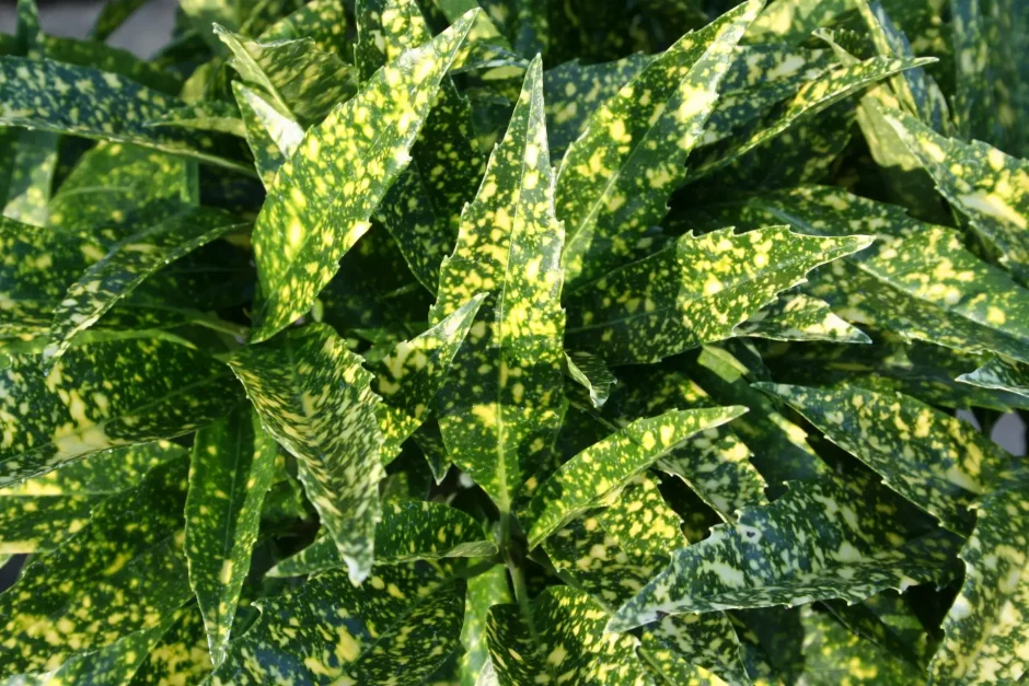 Аукуба японская золотое дерево