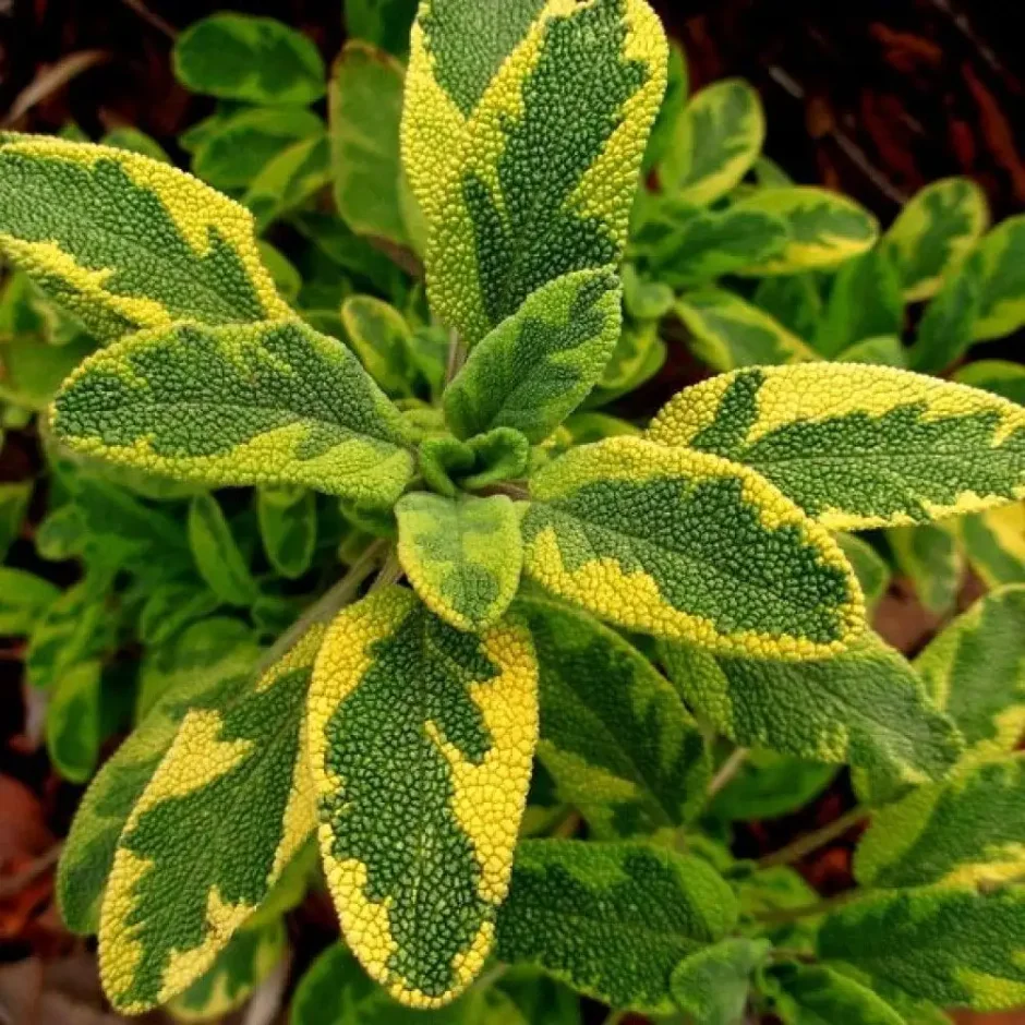 Шалфей Goldblatt icterina