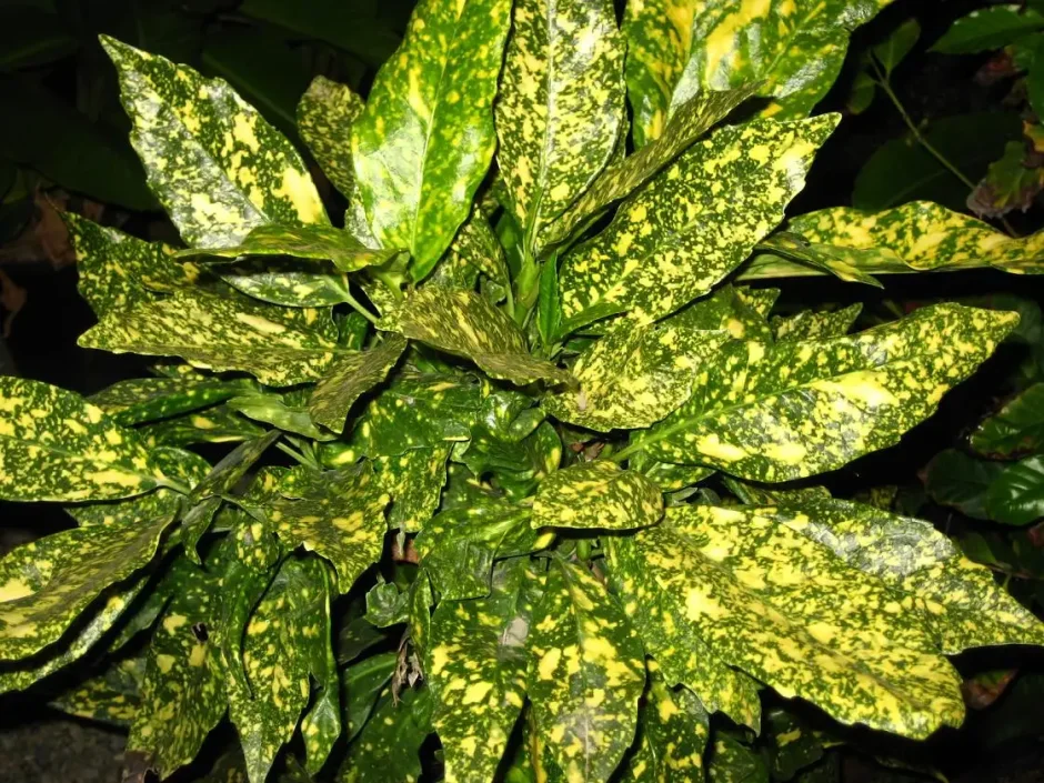 Аукуба Родина