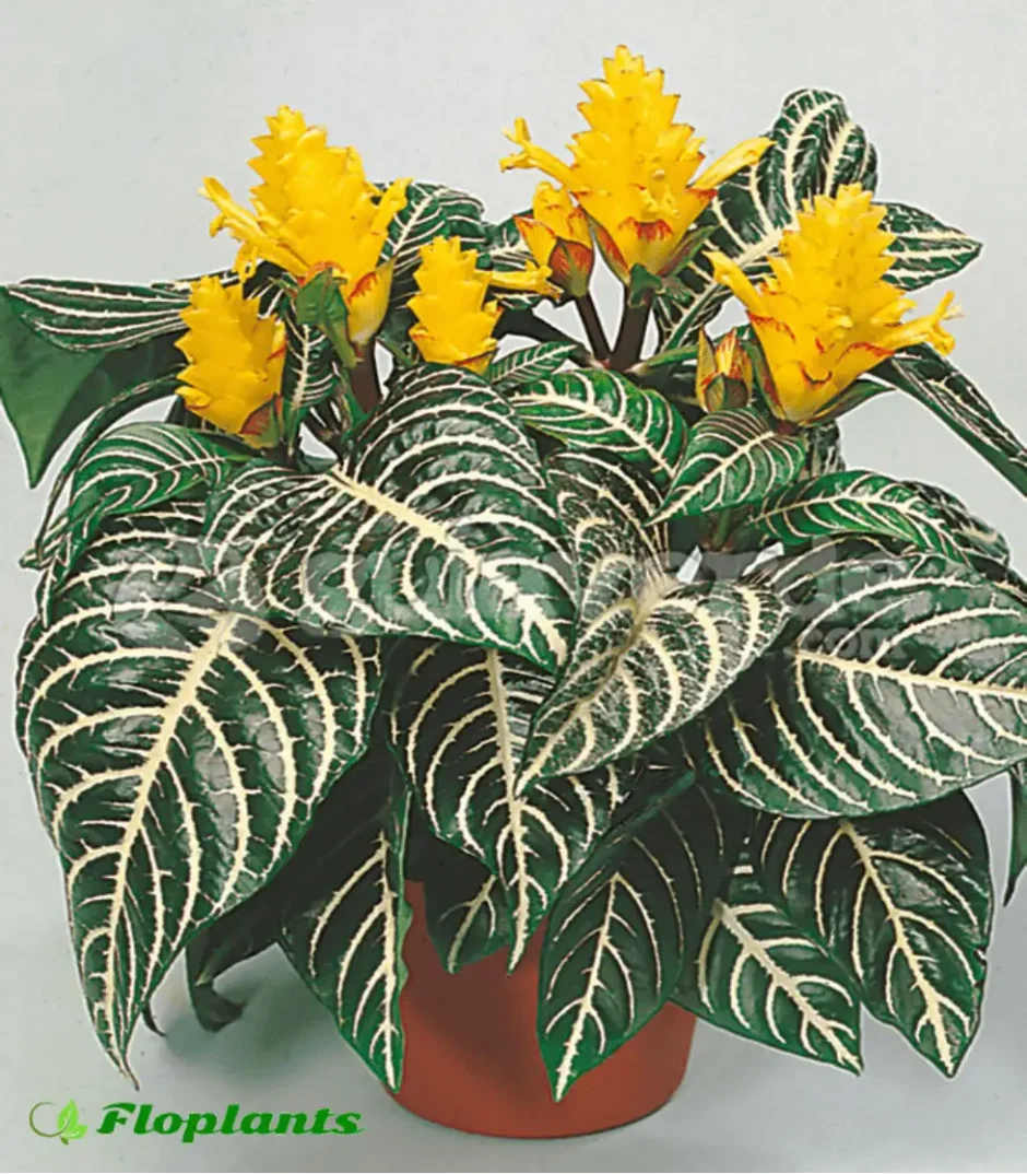 Афеландра скуарроса