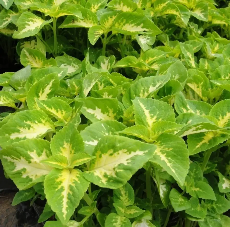 Колеус Визард Жаде