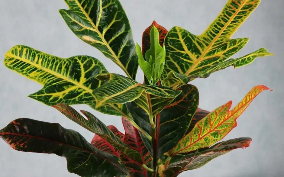 Кротон Кодиеум Экселент