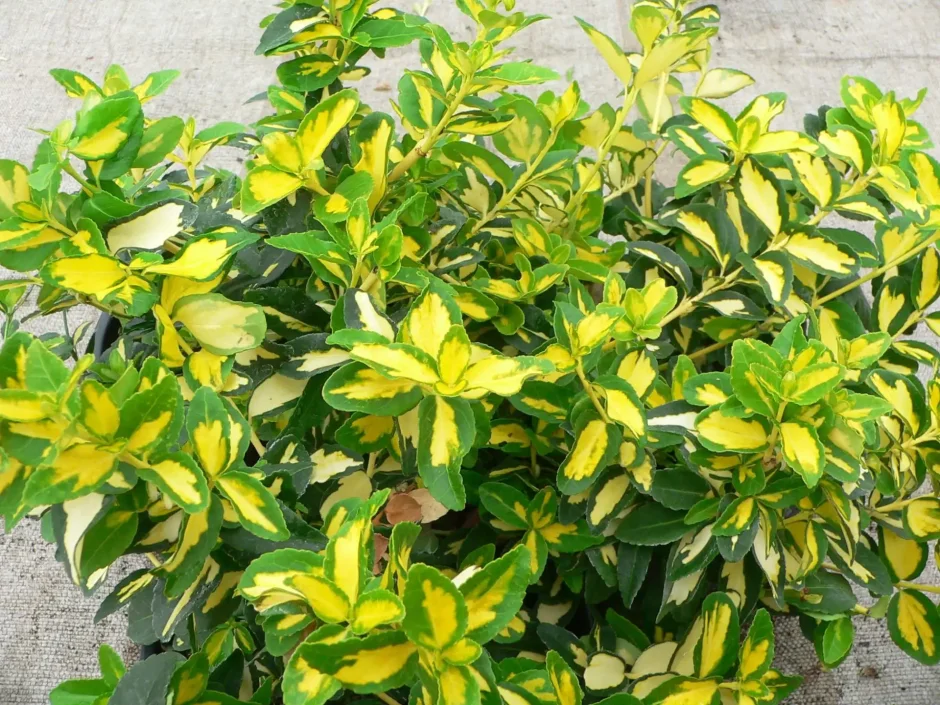 Бересклет Форчуна Sunspot