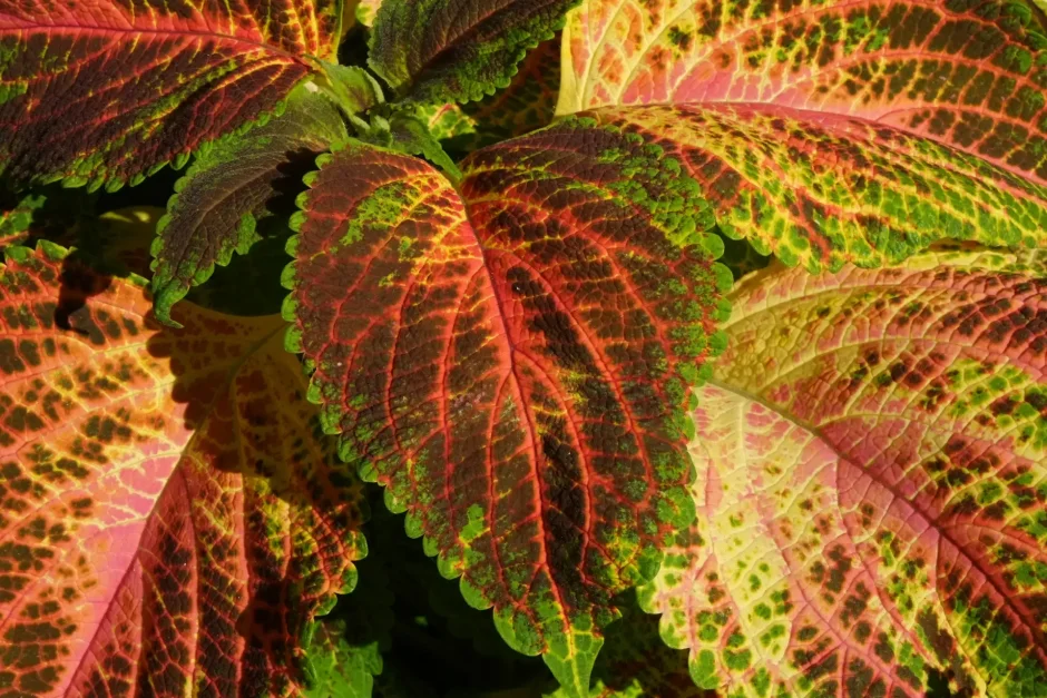 Колеус Eruption