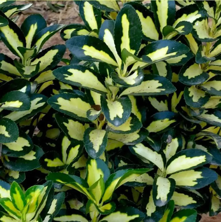 Бересклет Форчуна Санспот