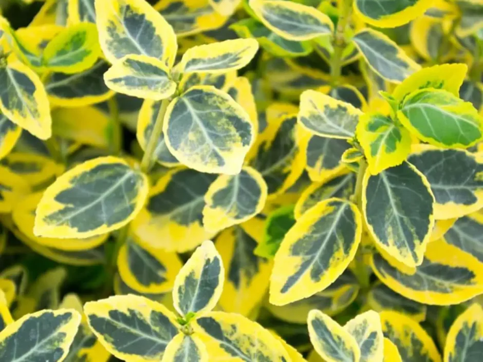 Бересклет Форчуна "Emerald 'n' Gold"