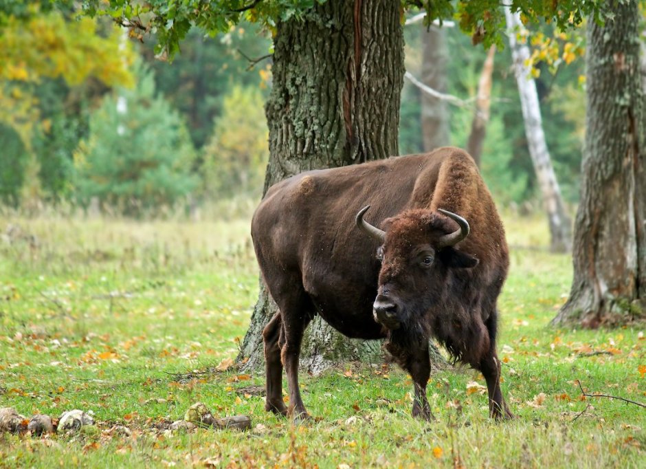 Беловежская пуща зубры