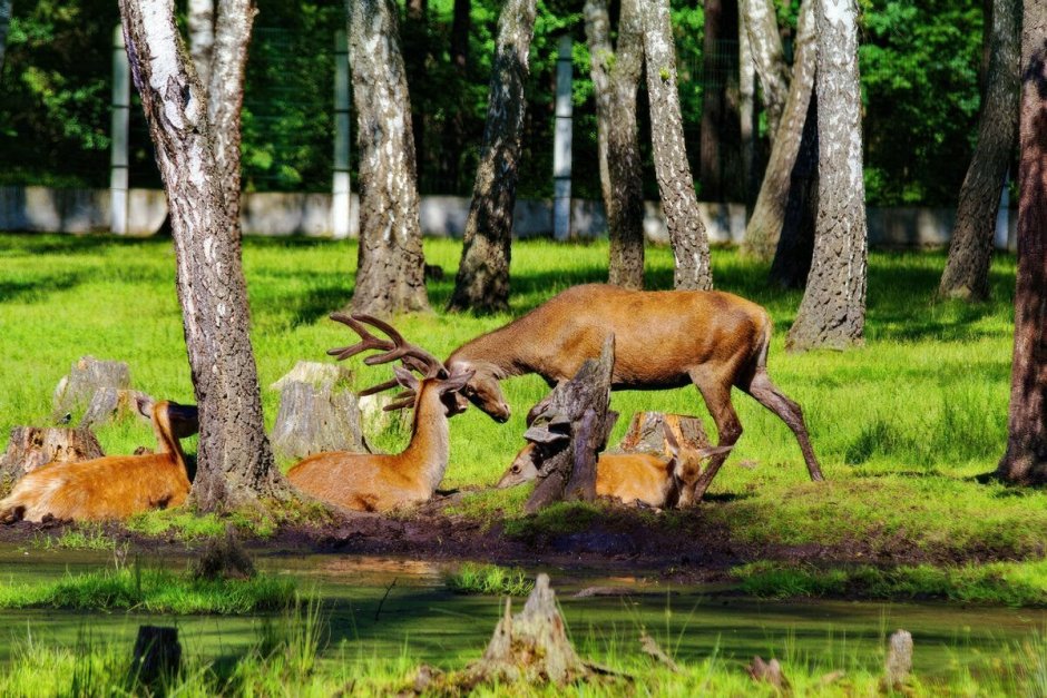 Беловежская пуща зубры