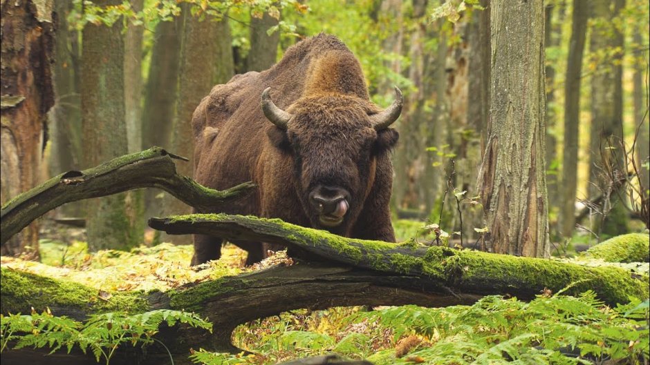 Беловежская пуща зубры заповедник