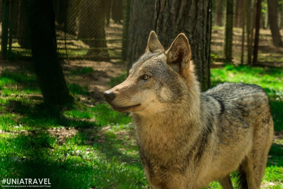 Беловежская пуща национальный парк