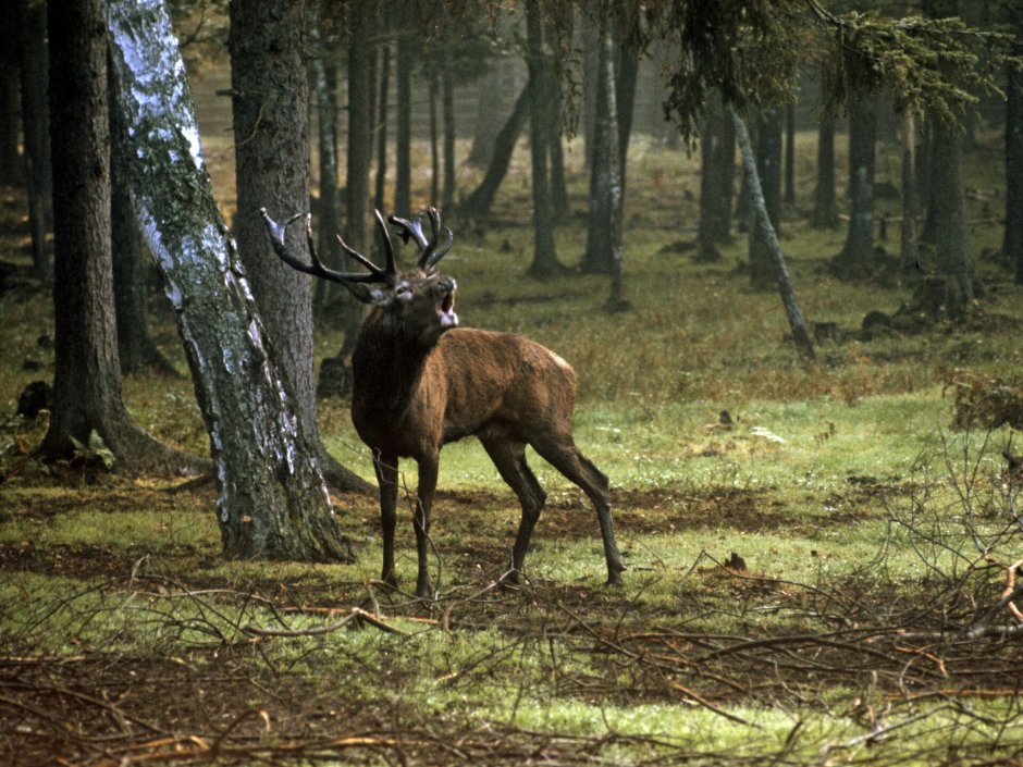 Беларусь достопримечательности Беловежская пуща