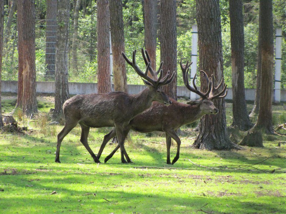 Зубры в Белоруссии