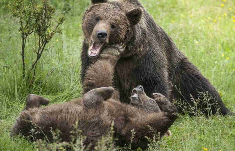 Беловежская пуща заповедник
